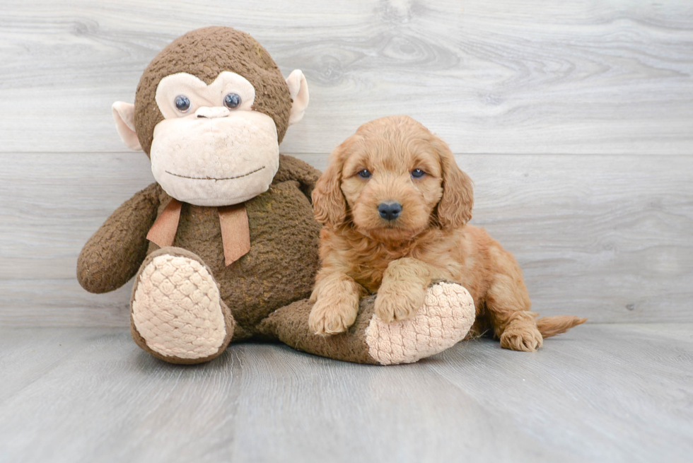 Playful Golden Retriever Poodle Mix Puppy