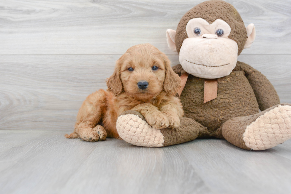 Small Mini Goldendoodle Baby