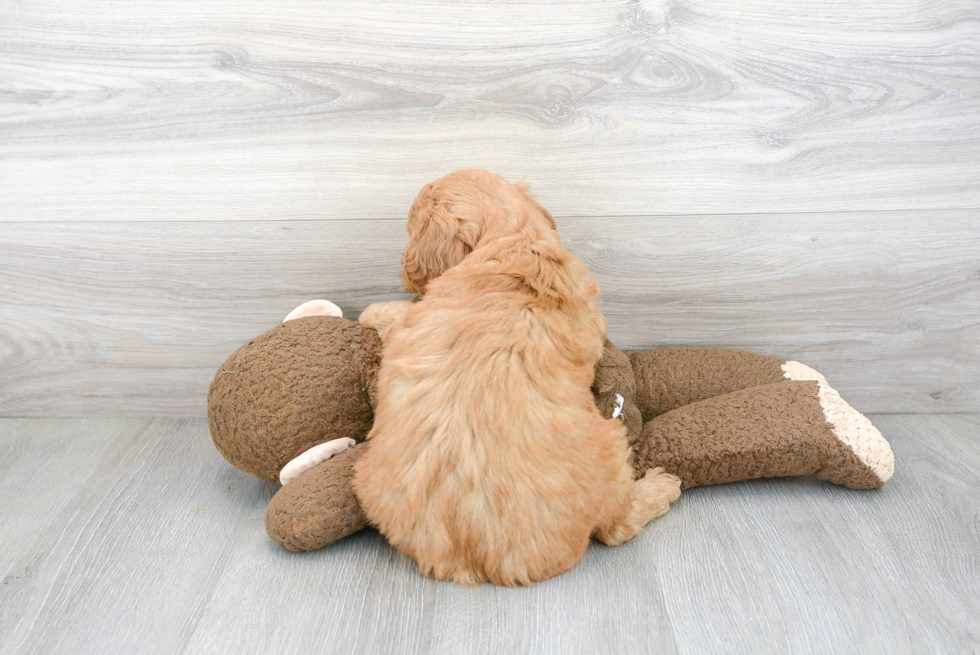 Energetic Golden Retriever Poodle Mix Puppy