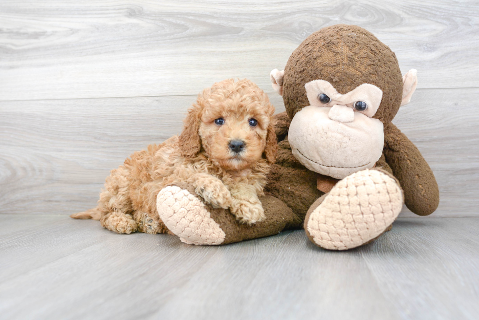 Energetic Golden Retriever Poodle Mix Puppy