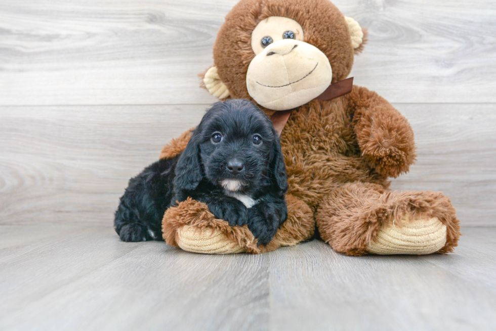 Adorable Golden Retriever Poodle Mix Puppy