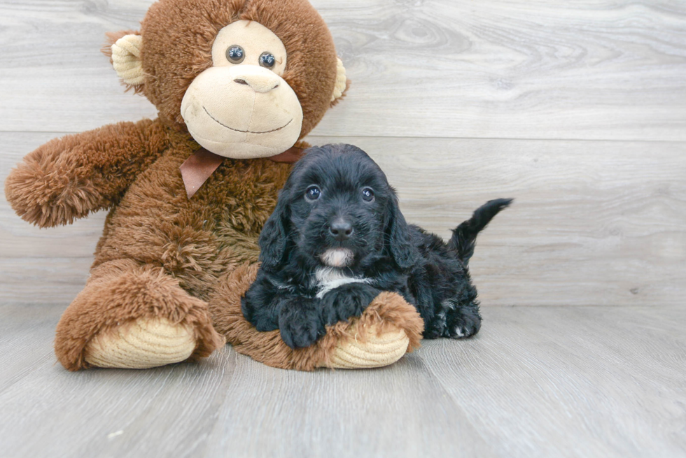 Friendly Mini Goldendoodle Baby