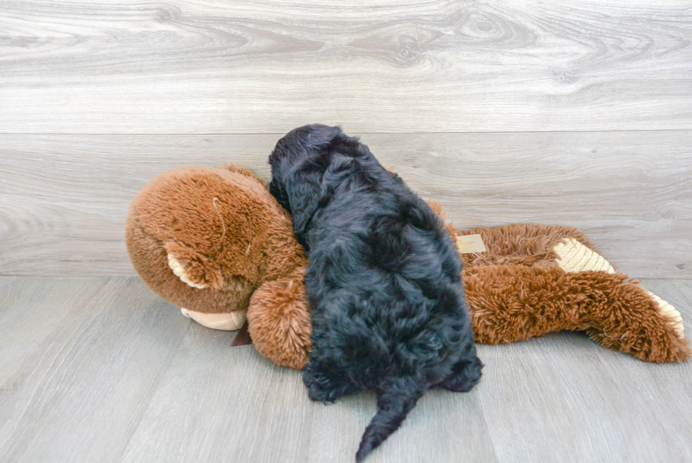 Mini Goldendoodle Pup Being Cute