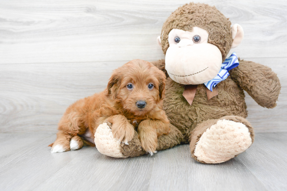 Little Golden Retriever Poodle Mix Puppy