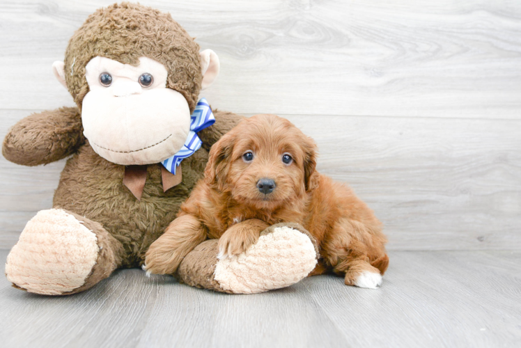 Mini Goldendoodle Puppy for Adoption