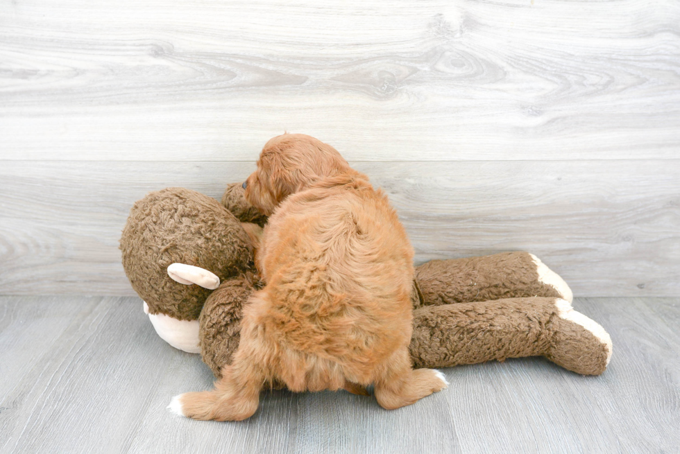 Mini Goldendoodle Pup Being Cute