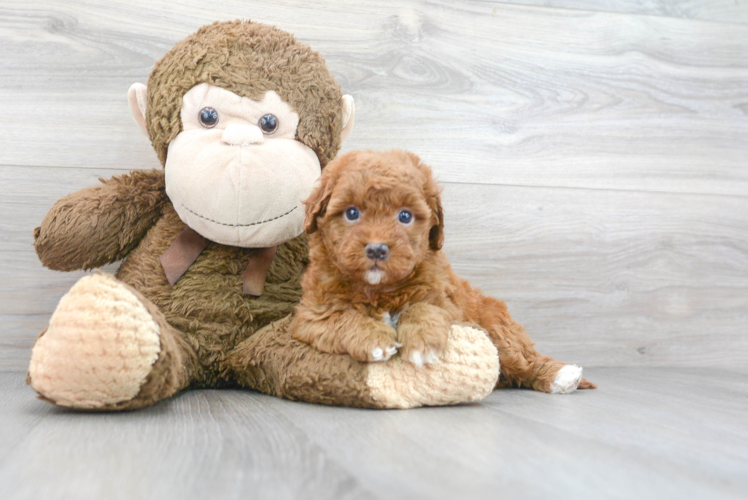 Cute Golden Retriever Poodle Mix Puppy