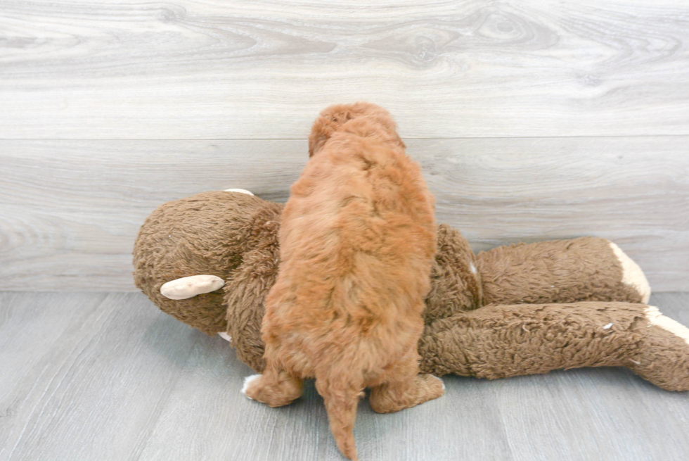 Best Mini Goldendoodle Baby
