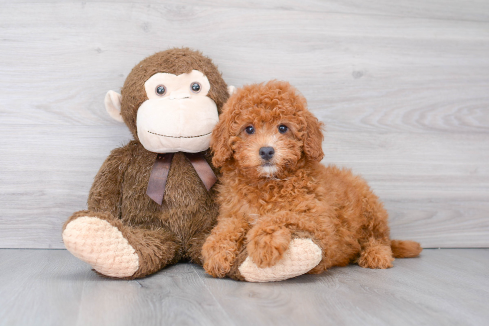 Best Mini Goldendoodle Baby