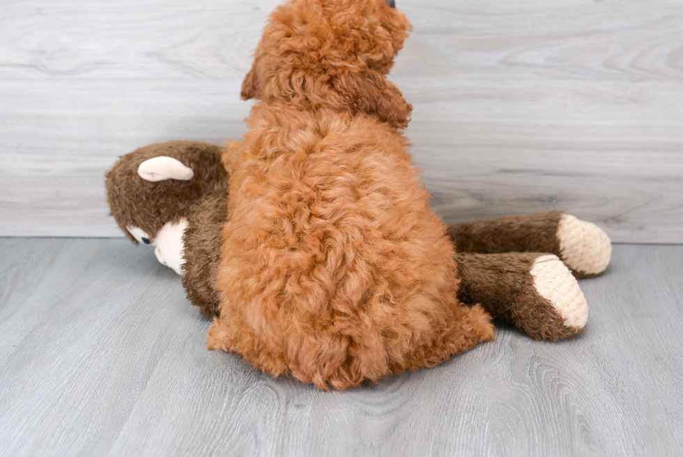 Mini Goldendoodle Pup Being Cute