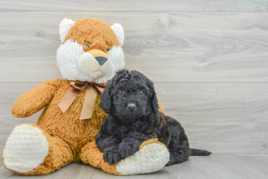 Energetic Golden Retriever Poodle Mix Puppy