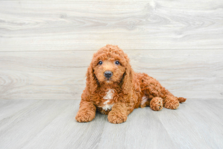 Sweet Mini Goldendoodle Baby