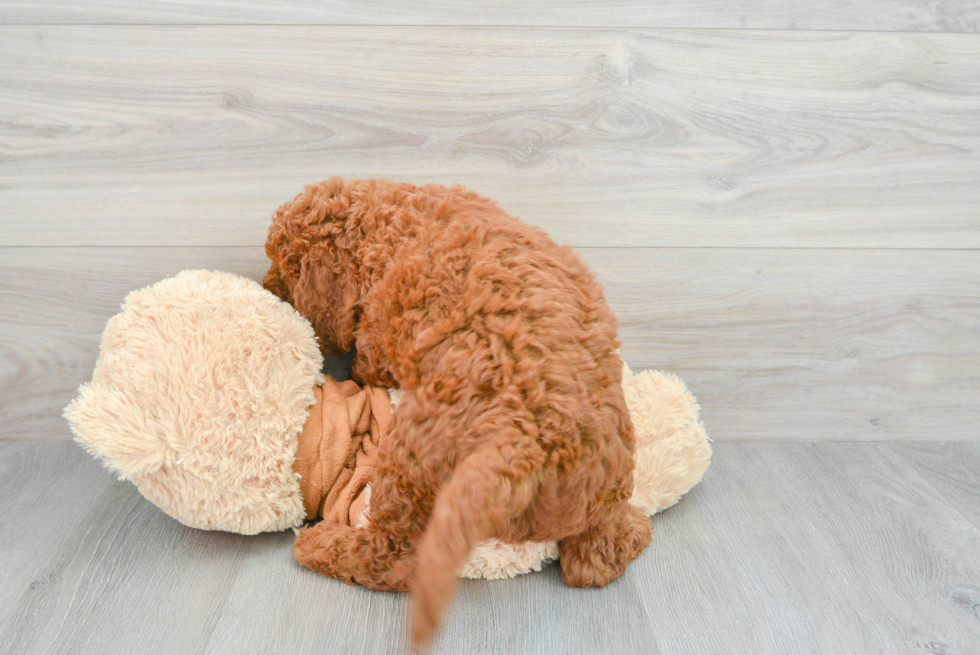 Best Mini Goldendoodle Baby