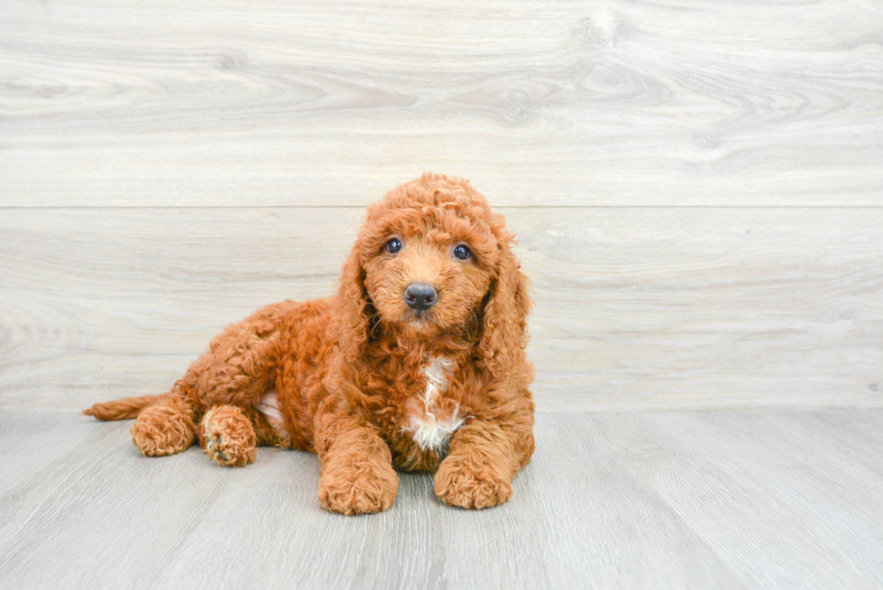 Energetic Golden Retriever Poodle Mix Puppy