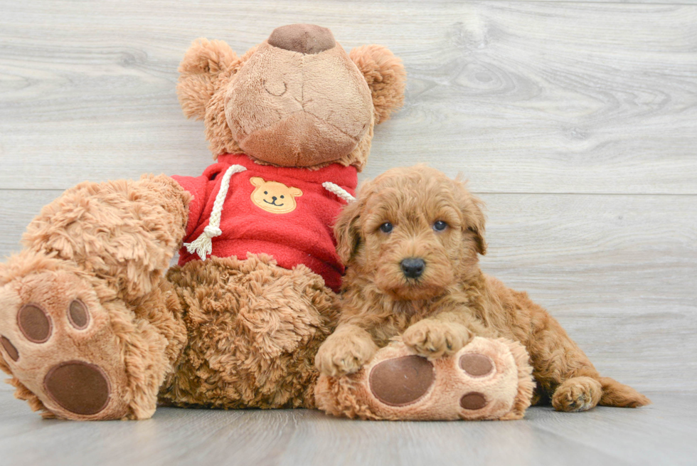 Mini Goldendoodle Pup Being Cute