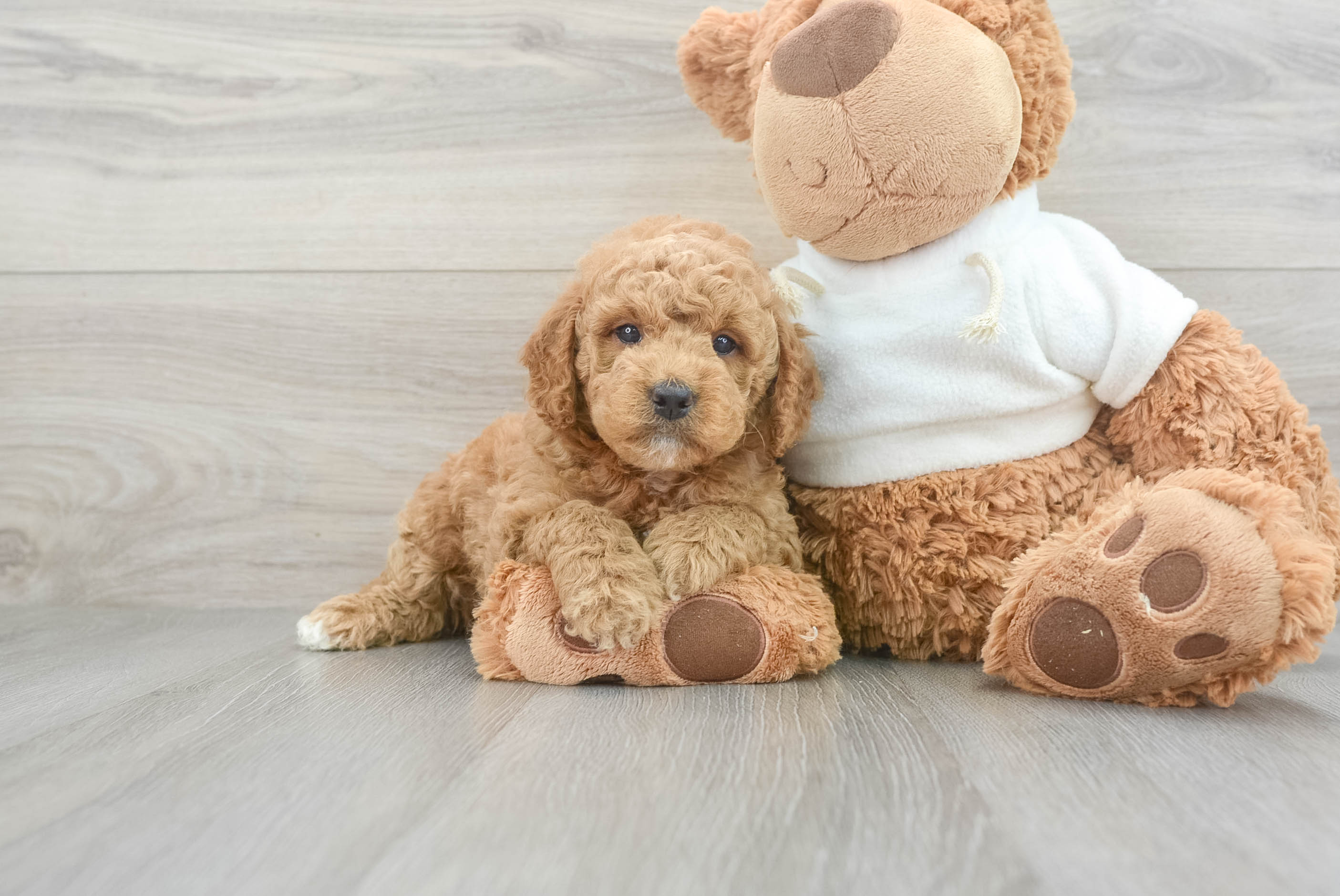 Mini Goldendoodle Pup Being Cute