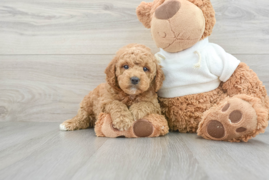 Mini Goldendoodle Pup Being Cute