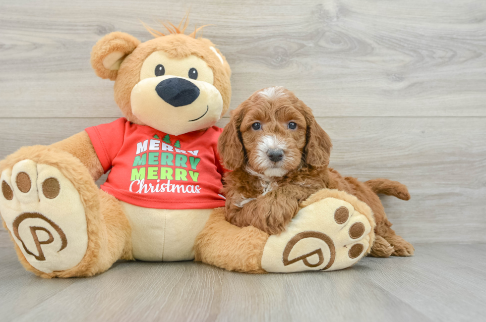 5 week old Mini Goldendoodle Puppy For Sale - Premier Pups