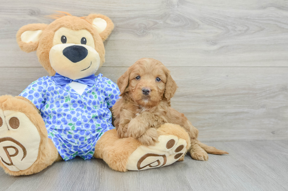 5 week old Mini Goldendoodle Puppy For Sale - Premier Pups