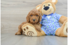 Mini Goldendoodle Pup Being Cute