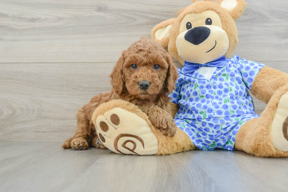 Mini Goldendoodle Pup Being Cute