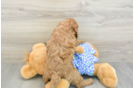 Energetic Golden Doodle Poodle Mix Puppy