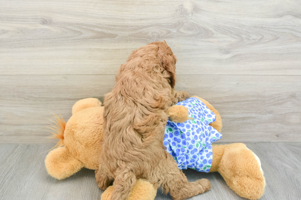 Energetic Golden Doodle Poodle Mix Puppy