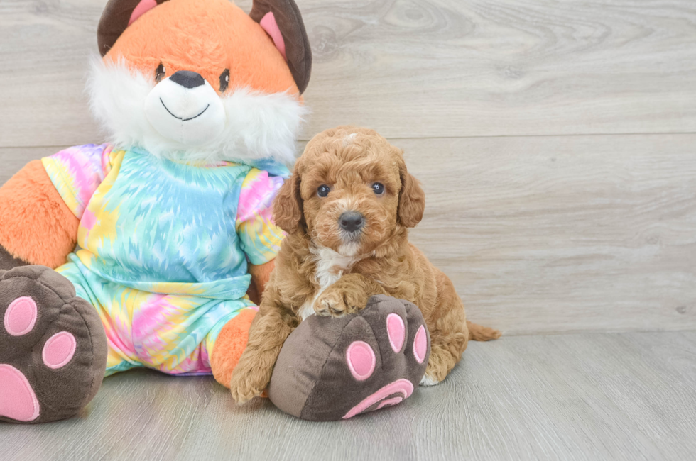 5 week old Mini Goldendoodle Puppy For Sale - Premier Pups