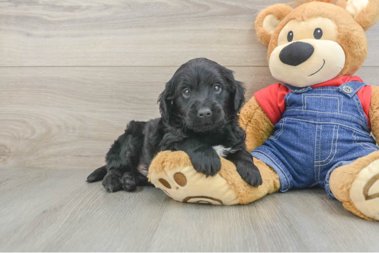 Mini Goldendoodle Puppy for Adoption