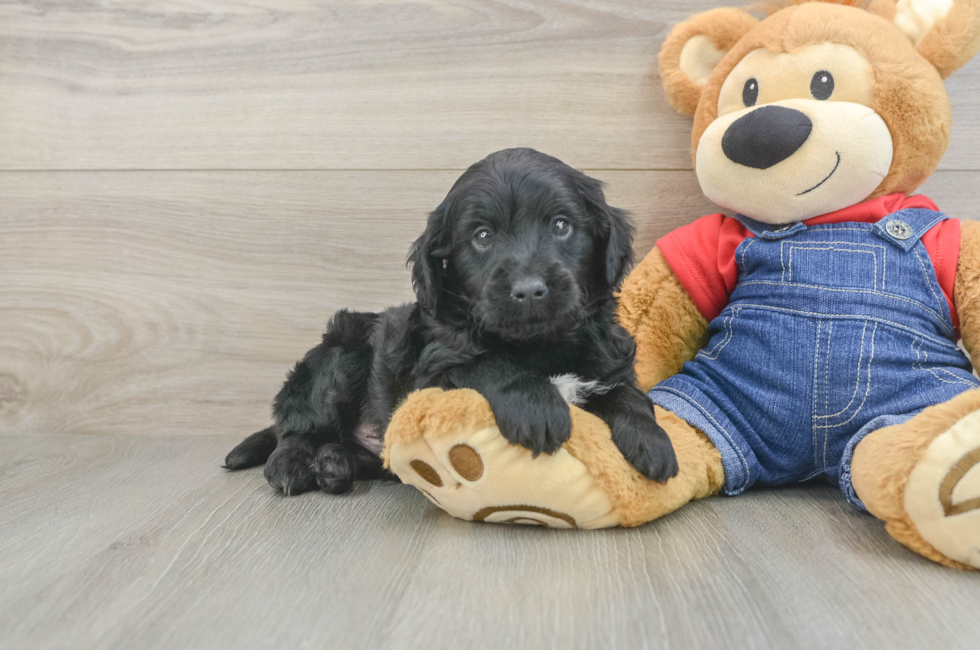 6 week old Mini Goldendoodle Puppy For Sale - Premier Pups