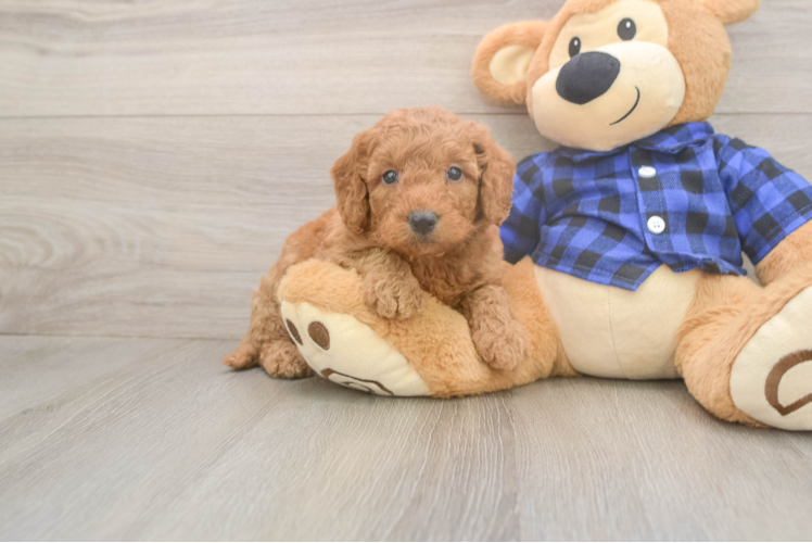 Energetic Golden Doodle Poodle Mix Puppy