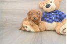 Energetic Golden Doodle Poodle Mix Puppy