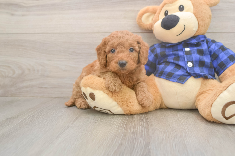 5 week old Mini Goldendoodle Puppy For Sale - Premier Pups