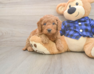 6 week old Mini Goldendoodle Puppy For Sale - Premier Pups 6 week old Mini Goldendoodle Puppy For Sale - Premier Pups