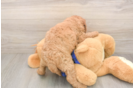 Adorable Golden Retriever Poodle Mix Poodle Mix Puppy
