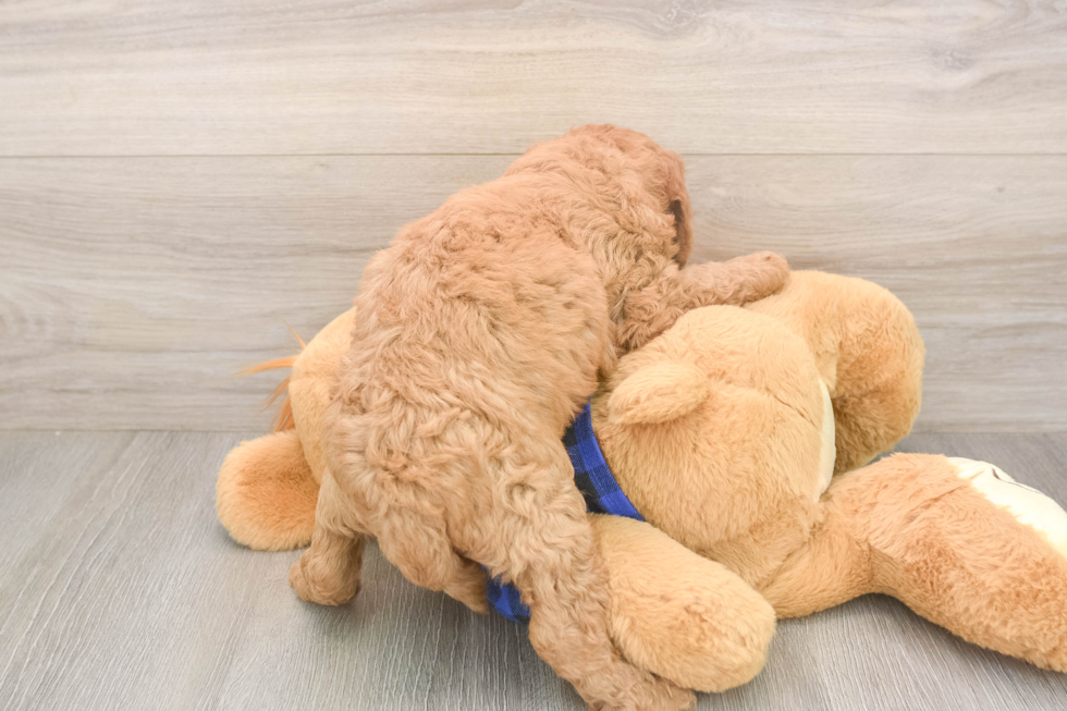 Adorable Golden Retriever Poodle Mix Poodle Mix Puppy