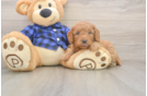 Mini Goldendoodle Puppy for Adoption