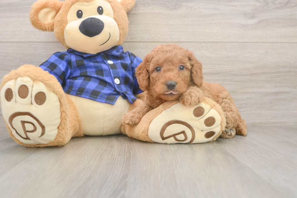 Mini Goldendoodle Puppy for Adoption