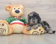 6 week old Mini Goldendoodle Puppy For Sale - Premier Pups