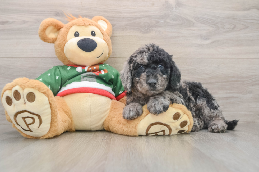 5 week old Mini Goldendoodle Puppy For Sale - Premier Pups