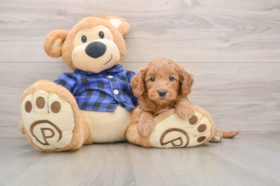 Mini Goldendoodle Pup Being Cute