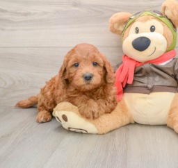 6 week old Mini Goldendoodle Puppy For Sale - Premier Pups