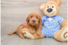 Cute Mini Goldendoodle Baby