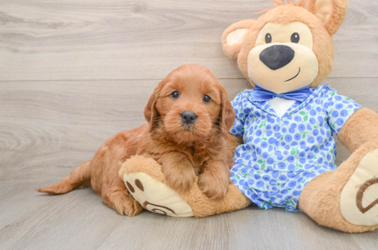 Cute Mini Goldendoodle Baby