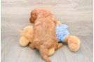 Mini Goldendoodle Pup Being Cute
