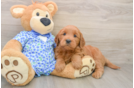 Friendly Mini Goldendoodle Baby