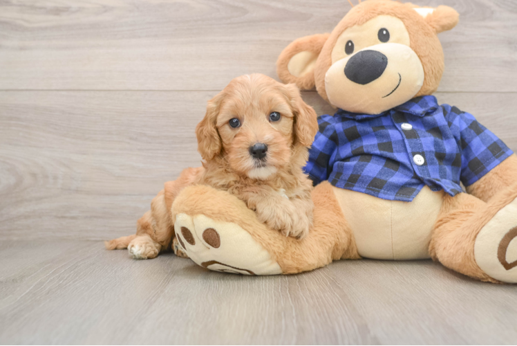 Hypoallergenic Mini Goldiepoo Poodle Mix Puppy