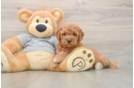 Small Mini Goldendoodle Baby