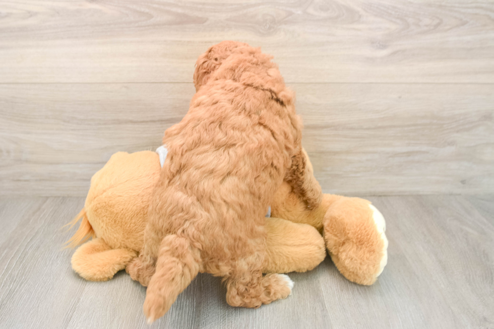 Sweet Mini Goldendoodle Baby