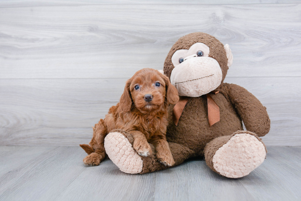 Mini Goldendoodle Puppy for Adoption